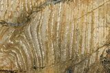 Strelley Pool Stromatolite Section - Billion Years Old #221600-1